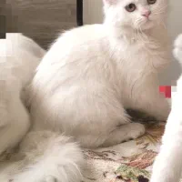 توله گربه های بریتیش انگورا|گربه|تبریز, |دیوار