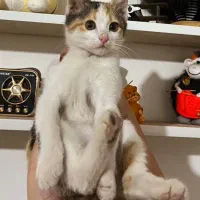 بچه گربه  کالیکو دوماهه ماده