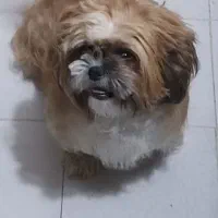 شیتزو سوپر فلت جفت نر و ماده|سگ|فولادشهر, مسکن مهر فولادشهر|دیوار