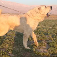 سگ الابای اصیل