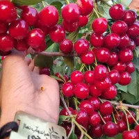 تولید و عرضه نهال البالو مجارستان|خدمات باغبانی و درختکاری|پاکدشت, پاکدشت (مامازند)|دیوار