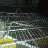 فنج|پرنده|سبزوار, شرق کال شمالی|دیوار