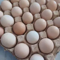 تخم مرغ محلی