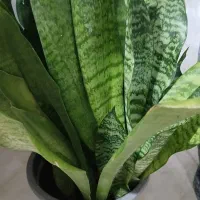 گل سانسوریا|گل و گیاه طبیعی|رشت, پل تالشان|دیوار