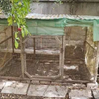 قفس چوبی مرغ و خروس