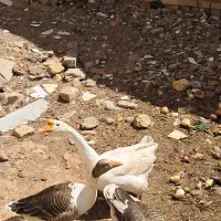 یک عدد قوغازنر دوعدد ماده معمولی بفروش میرسد