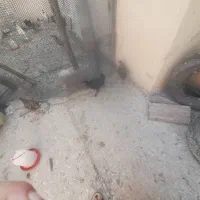 مرغ|پرنده|دهدشت, |دیوار