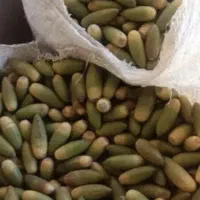 فروش 10000هزار کیسه بلوط|خوردنی و آشامیدنی|بازفت, |دیوار