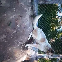 سگ دزدیده شده