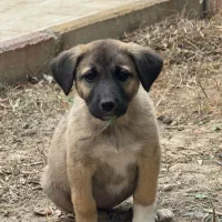 یه جفت سرابی دورگه