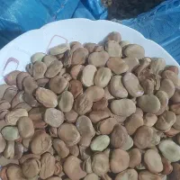 فروش باقالا درجه ۱ خوش پخت