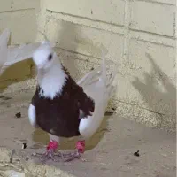 کفتر طوقی کرمانشاهی