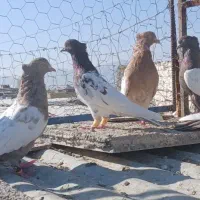 ۱۰ تا کبوتر بهبهونی نر و ماده (فسا)