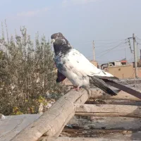 کبوتر زینتی|پرنده|نجفآباد, دفاع مقدس|دیوار