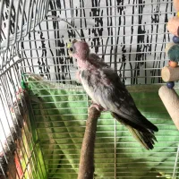 چهار عدد عروس هلندی|پرنده|آزادشهر, |دیوار