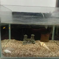 آکواریوم|ماهی|رشت, معلولین|دیوار