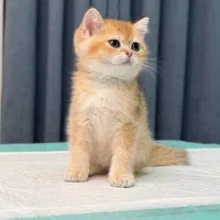 بریتیش طلایی مهربون|گربه|تهران, دربند|دیوار