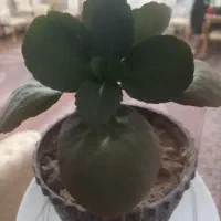 گل باگلدان|گل و گیاه طبیعی|ماکو, |دیوار