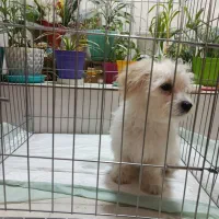 واگذاری توله سگ شیترو