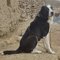 سگ گله|سگ|راز وجرگلان, |دیوار