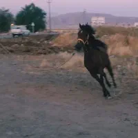 اسب مادیان کرد به همراه کره