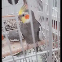 یک جفت عروس هلندی بسیار زیبا|پرنده|مشهد, شهید آوینی|دیوار