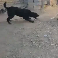 توله واگذاری|سگ|خرقان, |دیوار