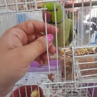 طوطی ملنگو رام|حیوانات|نوشهر, |دیوار