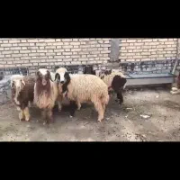 7عدد راس بره گوسفند