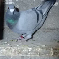 3تا کبوتر|پرنده|دزفول, |دیوار