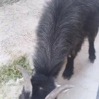 کهره نر|حیوانات مزرعه|گله دار, |دیوار