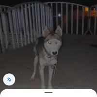 سگ هاسکی نژاد اصیل سیبری واگزاریم