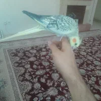 پرنده نرو وماده|پرنده|پرند, فاز ۲|دیوار