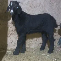 یک راس کهره نر چاق درجه یک لی برنجی