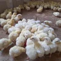جوجه گوشتی راس وزن گیری بالا|حیوانات مزرعه|گالیکش, |دیوار