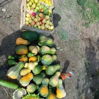 زمین در روستای گرده وباغ ۵۰۰۰متری در میرزانق