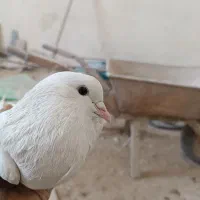 کفتر یا کبوتر|پرنده|قلعه نو, |دیوار