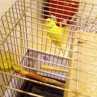 مرغ عشق|پرنده|تهران, مشیریه|دیوار