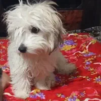 4عدد توله سگ پا کوتاه
