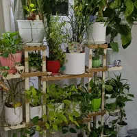 تعداد زیادی گل و درختچه