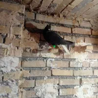 زاغ دمسفید کاکلی