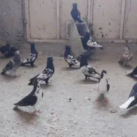 کبوتر سینه