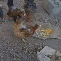 خروس محلی خوشگل