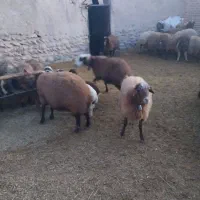 میش|حیوانات مزرعه|شهرضا, |دیوار