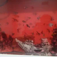 بهترین کیفیت از ما بخواهید|ماهی|هشتگرد, هشتگرد قدیم|دیوار