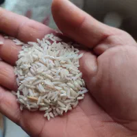 برنج طارم|خوردنی و آشامیدنی|گمیشان, |دیوار