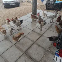 فروش مرغ و خروس محلی