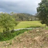 ۲۵۰متر/مسکونی ویودار/مراد دهنده