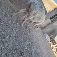 کابر چینی  قندوزی|حیوانات مزرعه|درمیان, |دیوار