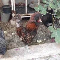 خروس نژادلهستانی|حیوانات مزرعه|شیراز, فضل‌آباد|دیوار